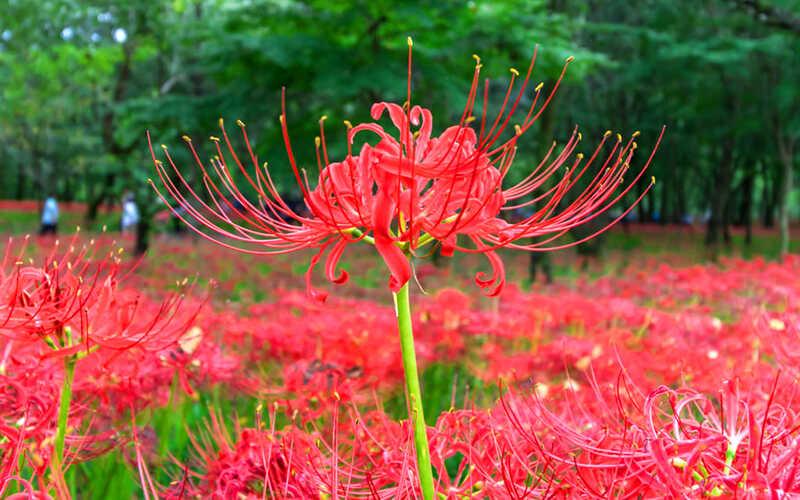 Hoa bỉ ngạn thật Lycoris radiata với đặc điểm không có lá khi nở rộ, nổi bật sắc đỏ rực rỡ